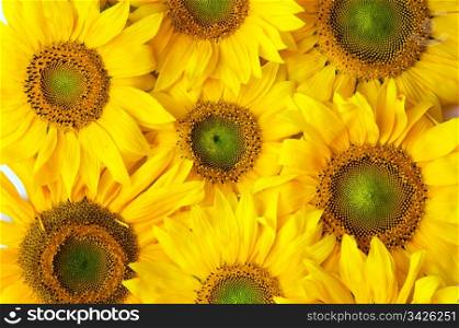 Flowers background. Natural summer sunflowers