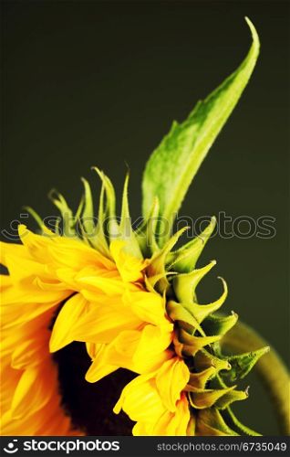 Flowers background with beautiful sunflowers