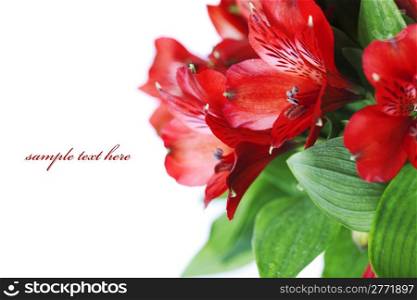 Flowers background with fresh red flowers