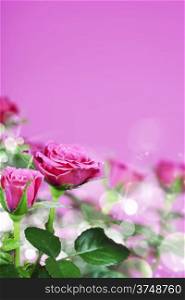 Flowers background with pink roses