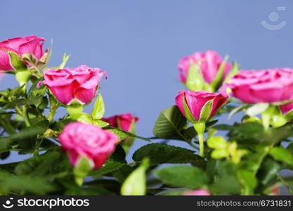 Flowers background with pink roses