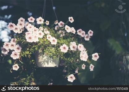 flowers background with sun light