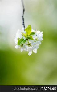 Flowers: blooming apple tree, close-up shot, blurred green background