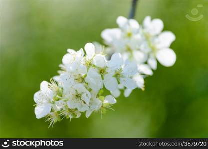 Flowers: blooming apple tree, close-up shot, blurred green background