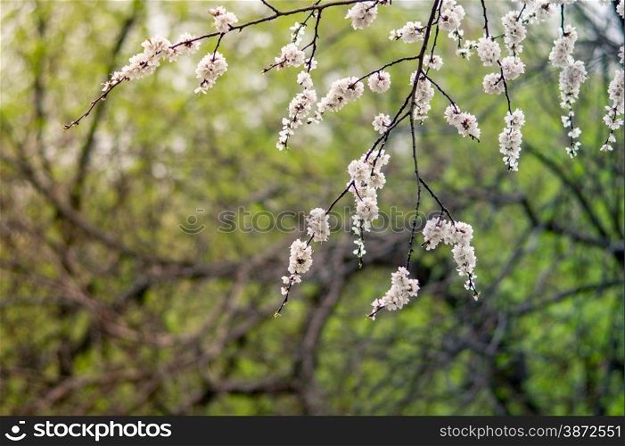 flowers blooming apricot tree on a background of leaves and sky. Macro