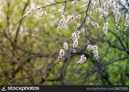 flowers blooming apricot tree on a background of leaves and sky. Macro