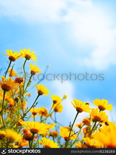 Flowers border, field of fresh yellow daisies over blue sky natural background