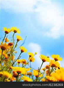 Flowers border, field of fresh yellow daisies over blue sky natural background
