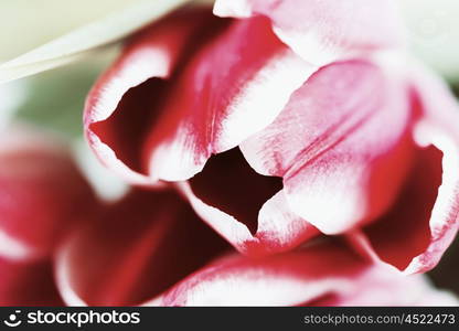 Flowers Bouquet Of Spring Tulips On Table