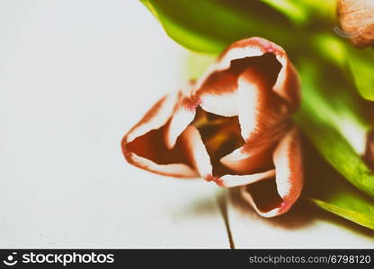 Flowers Bouquet Of Spring Tulips On Table