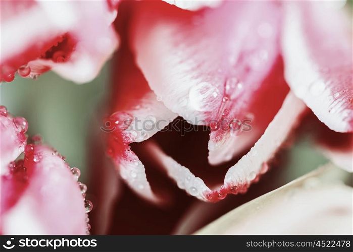 Flowers Bouquet Of Spring Wet Tulips On Table