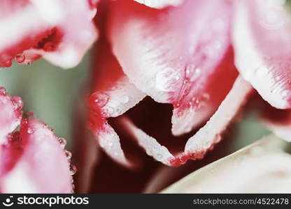 Flowers Bouquet Of Spring Wet Tulips On Table