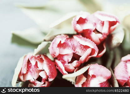 Flowers Bouquet Of Spring Wet Tulips On Table