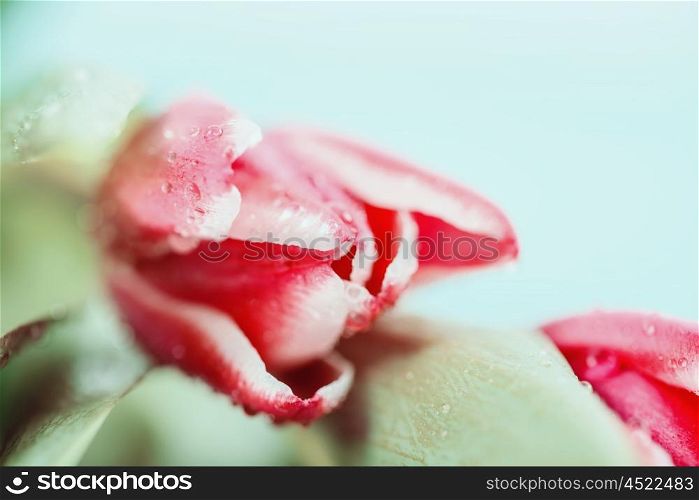 Flowers Bouquet Of Spring Wet Tulips On Table