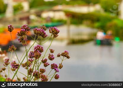 Flowers by river and Coulon town in the background. Deux Sevres, New Aquitaine region, France. Flowers by riverbank, Coulon in France