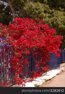Flowers cascading over fence in Katakolon