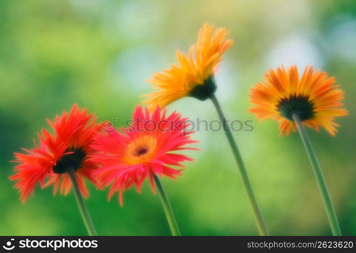 Flowers, close-up