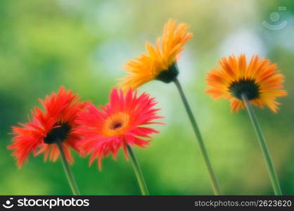 Flowers, close-up