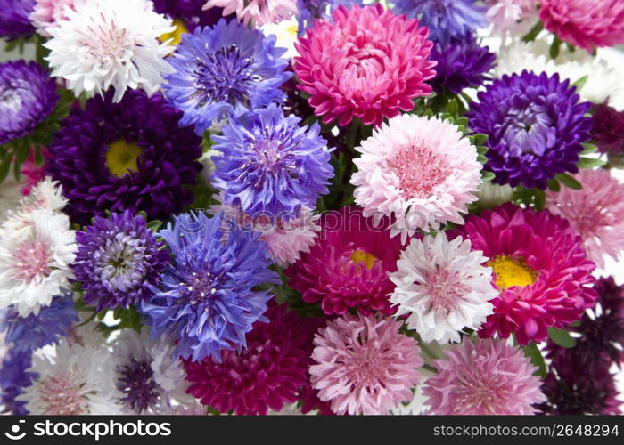 Flowers Close-up