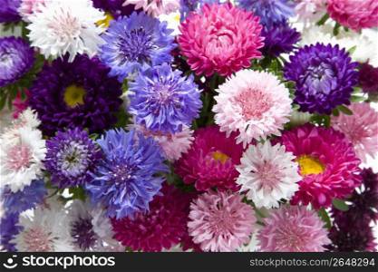 Flowers Close-up