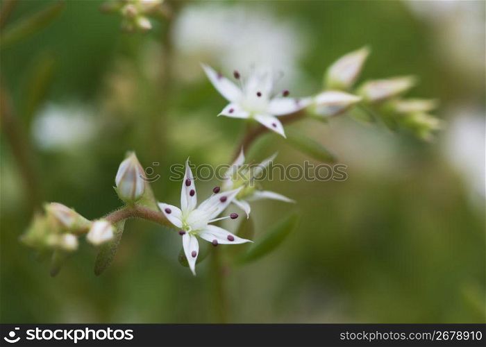 Flowers Close-up