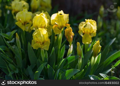 Flowers. Close-up shot of the beautiful flowers. Suitable for floral background.