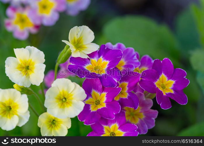 Flowers. Close-up shot of the beautiful flowers. Suitable for floral background.