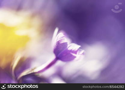 Flowers. Close-up shot of the beautiful flowers. Suitable for floral background.