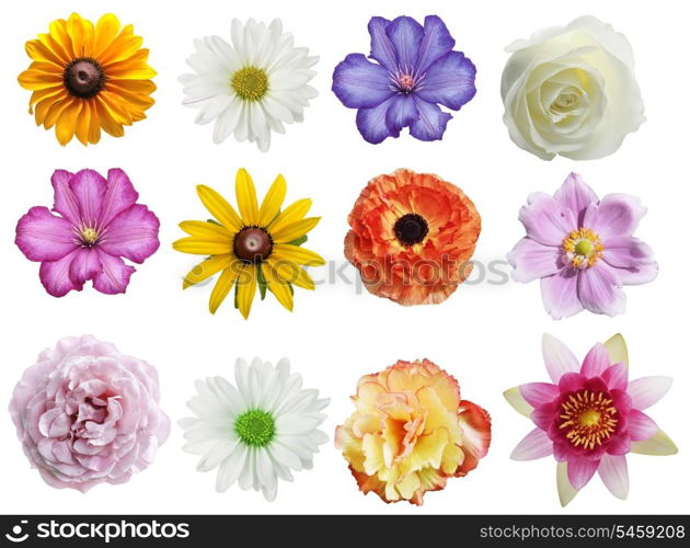 Flowers Collection Isolated On White Background