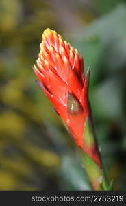 Flowers. Colourful flowers growing in garden sites