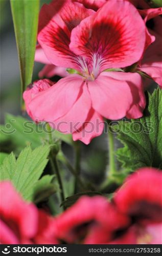 Flowers. Colourful flowers growing in garden sites