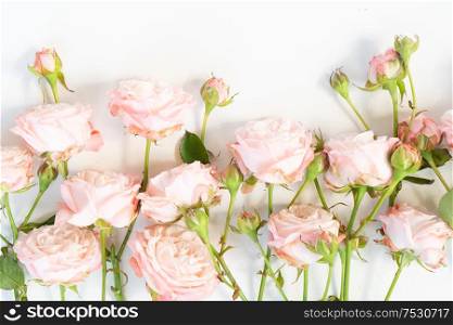 Flowers composition. Border made of rose fresh flowers on white background closeup. Flat lay, top view scene.. Ranunculus flat lay composition