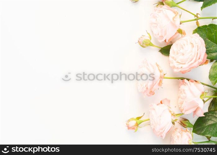 Flowers composition. Border made of rose fresh flowers on white background with copy space. Flat lay, top view scene.. Ranunculus flat lay composition