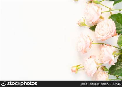 Flowers composition. Border made of rose fresh flowers on white background with copy space. Flat lay, top view scene.. Ranunculus flat lay composition
