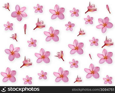 Flowers composition. Frame made of Pink Plumeria flower and leaves on white background. Top view, flat lay, copy space