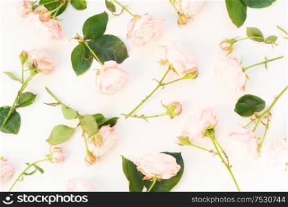 Flowers composition. Pattern made of rose flowers on white desk background. Flat lay, top view scene.. Ranunculus flat lay composition