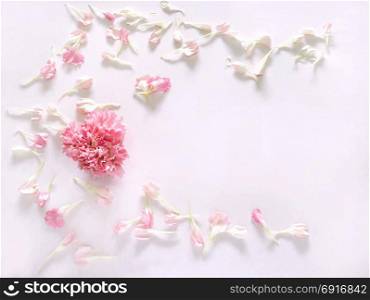 Flowers composition. Pink carnation flowers on white background. Flat lay, top view