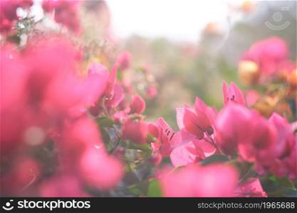 Flowers composition. Pink flowers on background.