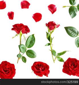 Flowers composition. Red roses isolated on white background. Flat lay, top view.