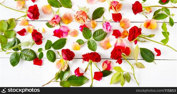 Flowers composition. Red roses isolated on white background. Flat lay, top view. Wide photo.