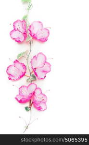 Flowers composition with pink blooming on climbing plant on white background, top view, copy space