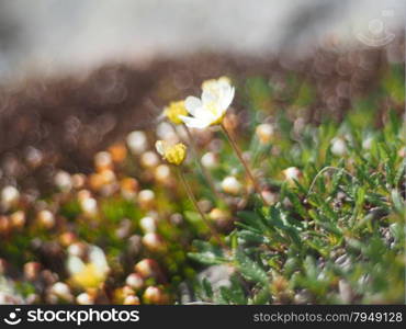 flowers dryads