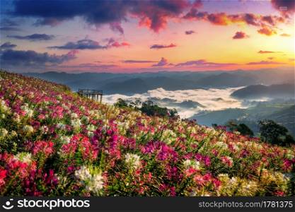 Flowers fields and sunrise viewpoint at Mon Mok Tawan in Tak province, Thailand.
