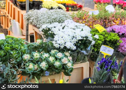 Flowers for sale at a Dutch flower market, Netherlands