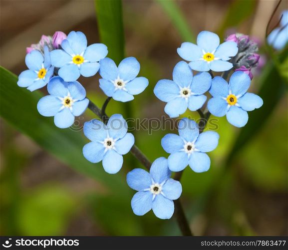 Flowers forget-me-in the form of heart in vivo. Myosotis (lat)