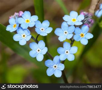 Flowers forget-me-in the form of heart in vivo. Myosotis (lat)