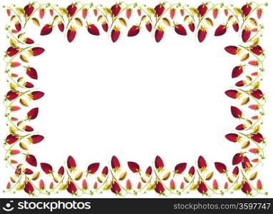 flowers frame. flowers frame in white background isolated