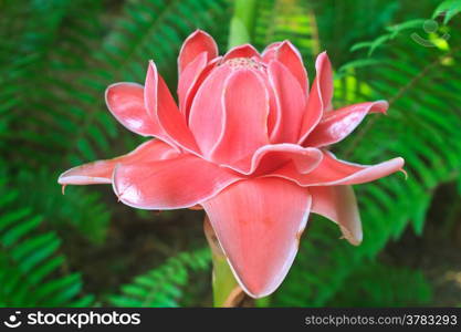 flowers from Thailand, Etlingera Elatior or Red Torch Ginger