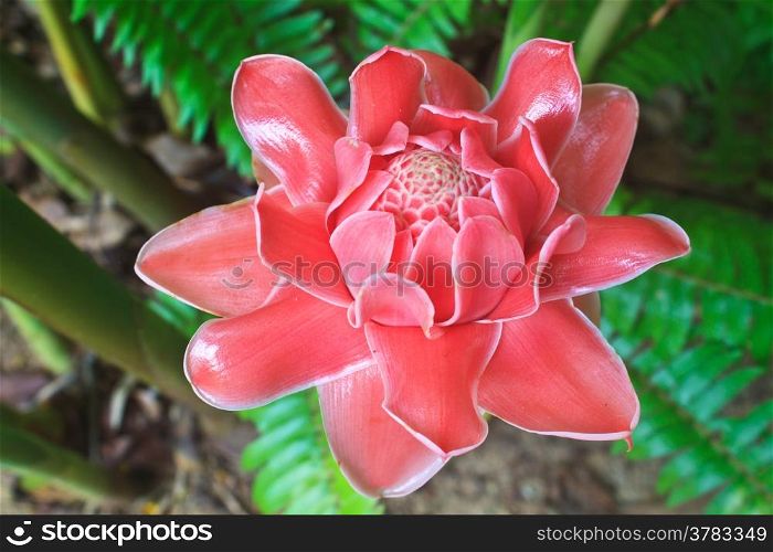 flowers from Thailand, Etlingera Elatior or Red Torch Ginger