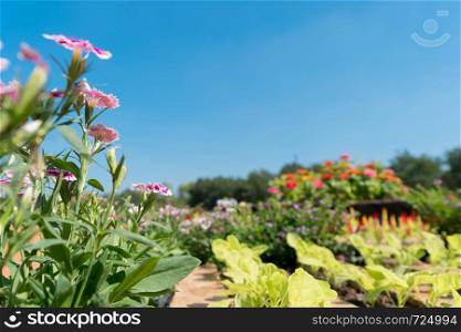 Flowers garden with bright blue sky